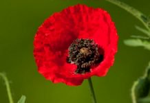 Coquelicots