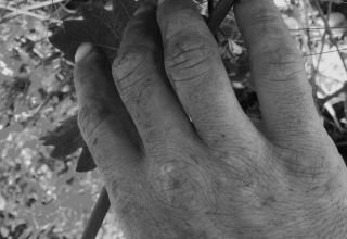 Mains Palmer Epamprage 20 (2) Diogo