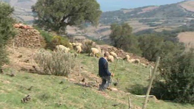 Dans les Pyrénées-Orientales, six vignerons ont introduit des brebis pour désherber leurs vignes. Une opération suivie par des scientifiques du CNRS © F3LR
