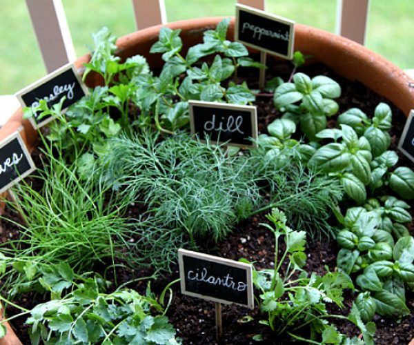 one-pot-garden